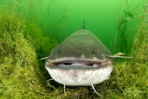 Wels catfish (Silurus glanis) by Filip Staes 